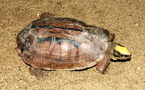 golden coin turtle: a species of geoemydid turtle, Cuora trifasciata, native to southern China
