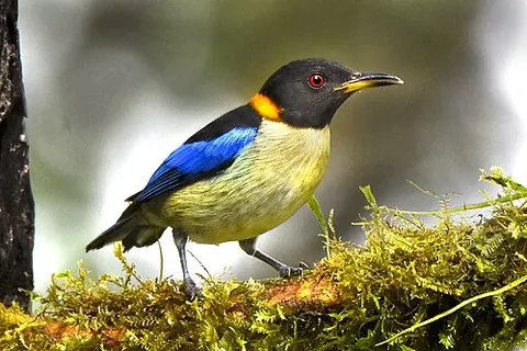 golden-collared honeycreeper: iridophanes pulcherrimus, a species of bird native to a small sliver of northwestern South America
