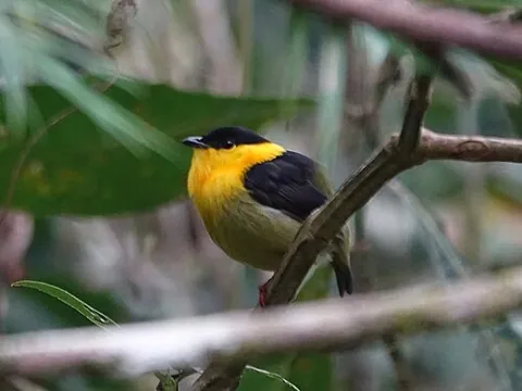 golden-collared manakin: manacus vitellinus, a species of manakin native to Colombia and Panama