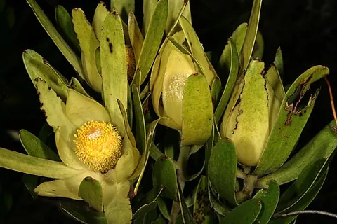 golden conebush: leucadendron laureolum, a species of South African plant