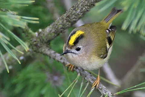 golden-crested wren: the goldcrest, Regulus regulus