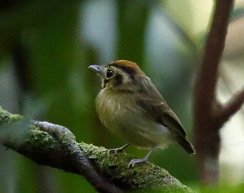 golden-crowned spadebill: a bird native to The Americas, Platyrinchus coronatus