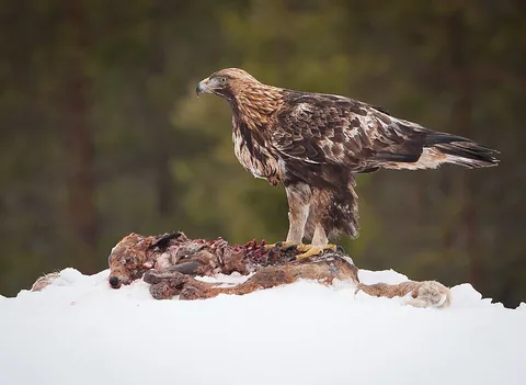 golden eagle: a large bird of prey, Aquila chrysaetos, that hunts while soaring
