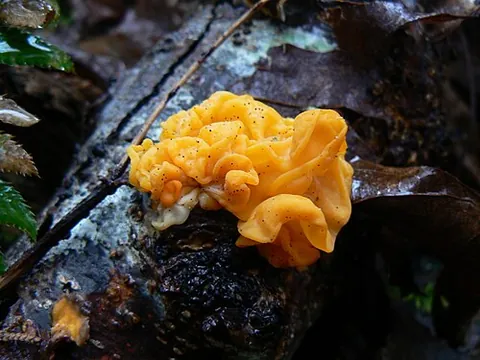 golden ear: naematelia aurantia, a fungus that produces yellow, frondose, gelatinous basidiocarps