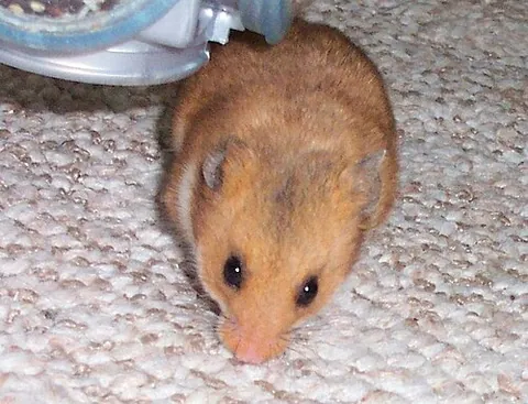 golden hamster: a small rodent of species Mesocricetus auratus, popular as a pet and used for scientific research