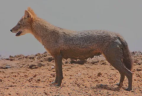 golden jackal: canis aureus, a common jackal that can be found in southwest Europe, the Middle East and South Asia