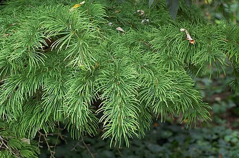 golden larch: any conifer of the genus Pseudolarix, which are not true larches (Larix)