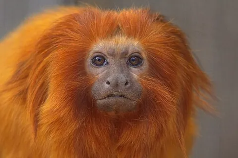 golden lion tamarin: a monkey of species Leontopithecus rosalia