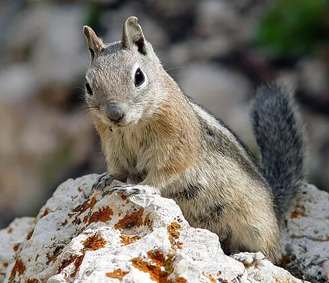 golden-mantled ground squirrel: callospermophilus lateralis, a species of ground squirrel native to western North America