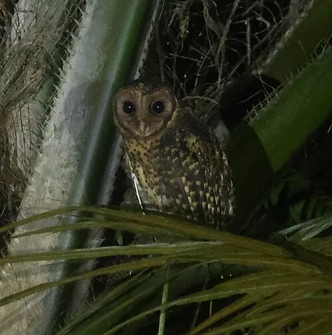 golden masked owl: any of the species Tyto aurantia of barn owls endemic to the island of New Britain, Papua New Guinea