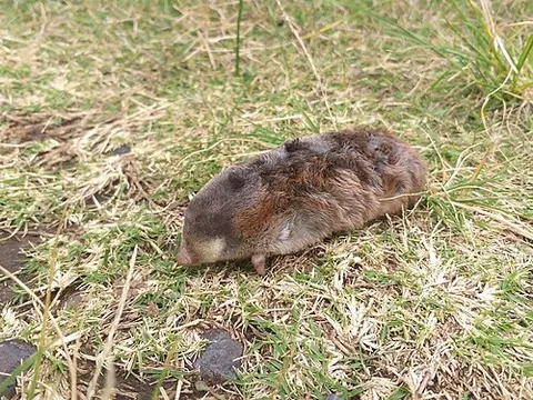 golden mole: any of several small, insectivorous burrowing mammals of the family Chrysochloridae, native to...