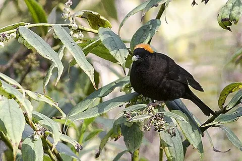 golden-naped finch: a bird native to Asia, Pyrrhoplectes epauletta