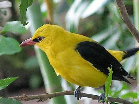 golden oriole: a Eurasian golden oriole, a bright yellow and black passerine songbird, of species Oriolus oriolus
