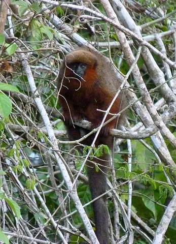 golden palace monkey: callicebus aureipalatii, a New World monkey from Bolivia