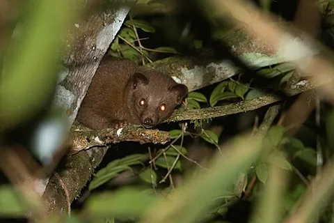 golden palm civet: a small mammal native to Sri Lanka, Paradoxurus zeylonensis