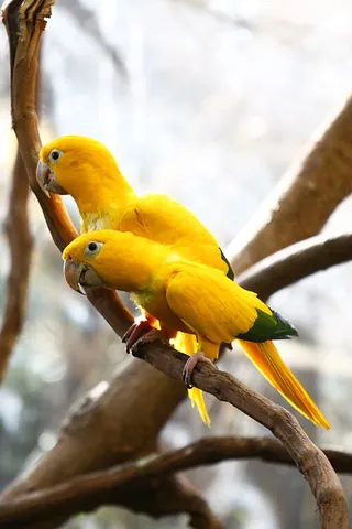 golden parakeet: a small green and yellow parrot, Guaruba guarouba, native to the Brazilian Amazon