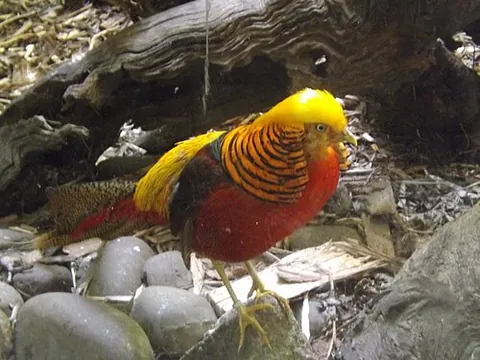 golden pheasant: a colorful game bird originating from China, of species Chrysolophus pictus