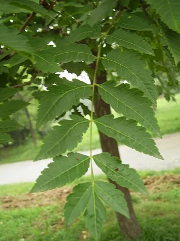 golden rain tree: any plant of genus Koelreuteria, of southern and eastern Asia, especially Koelreuteria paniculata,...