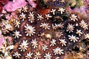 golden star tunicate: botryllus schlosseri, a species of colony-forming sea squirts, native to European coastal waters...