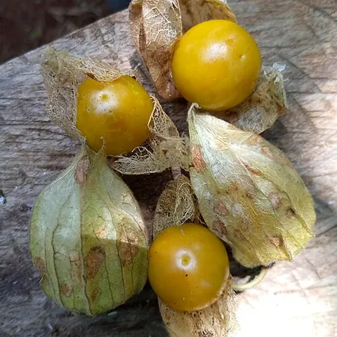 goldenberry: a plant of species Physalis peruviana and its fruit