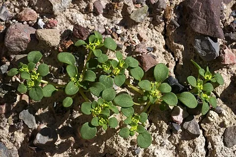 goldencarpet: a mat-forming polygonaceous plant of species Gilmania luteola, sole species of genus Gilmania
