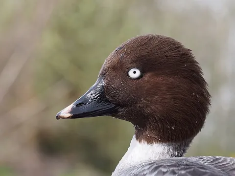 goldeneye: any of several seaducks, of the genus Bucephala, having black and white plumage