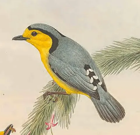 goldenface: a bird of the species Pachycare flavogriseum, native to New Guinea