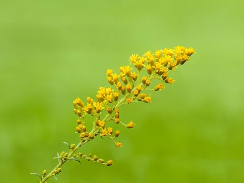 goldenrod: any tall-stemmed plant principally from genus Solidago (also Oligoneuron), usually with clusters of...