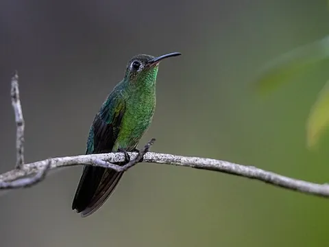 goldenthroat: a hummingbird of the genus Polytmus, native to South America