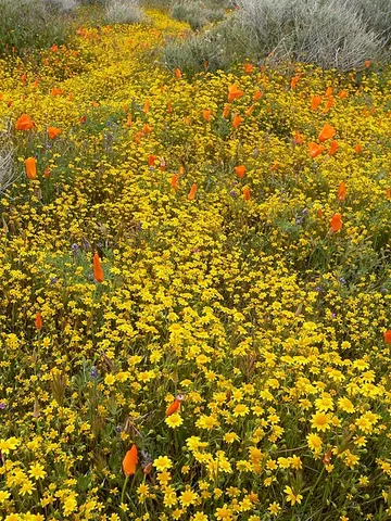 goldfields: a plant of the genus Lasthenia