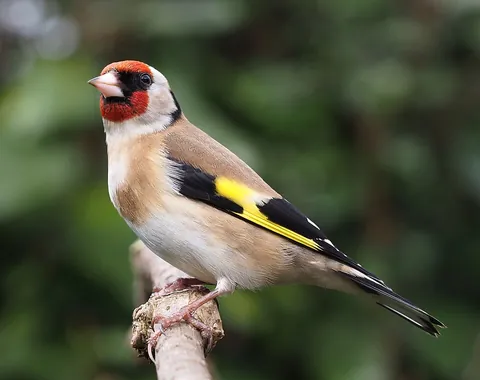 goldfinch: a European goldfinch, Eurasian goldfinch (Carduelis carduelis)