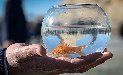 goldfish bowl: a transparent bowl in which pet fish are kept