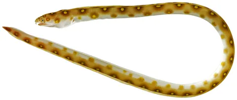 goldspotted snake eel: myrichthys ocellatus, a species of snake eel found off the eastern coasts of North and Central...
