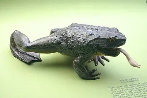 goliath frog: a large anuran, Conraua goliath, from Cameroon and Equatorial Guinea