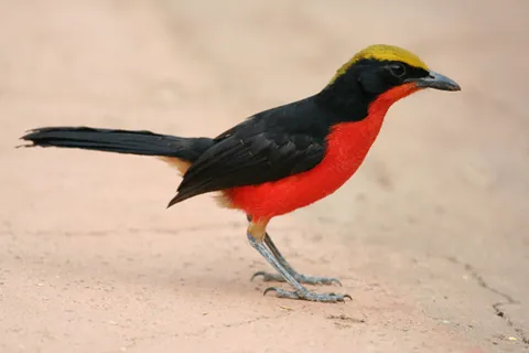 gonolek: any of various passerine birds of the genus Laniarius