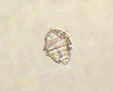gonyaulax: an alga of the genus Gonyaulax