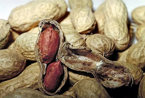 goober pea: synonym of peanut