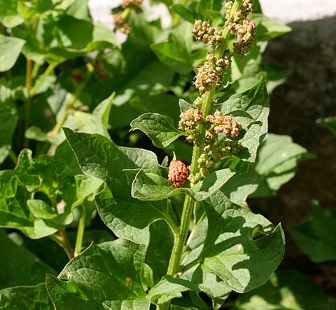 good king henry: a goosefoot of species Blitum bonus-henricus (syn. Chenopodium bonus-henricus), native to Britain...