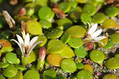 goodenia: any flowering plant of the genus Goodenia