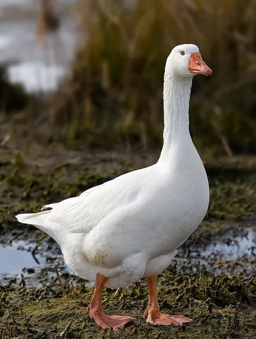 goose: any of various grazing waterfowl of the family Anatidae, which have feathers and webbed feet and...
