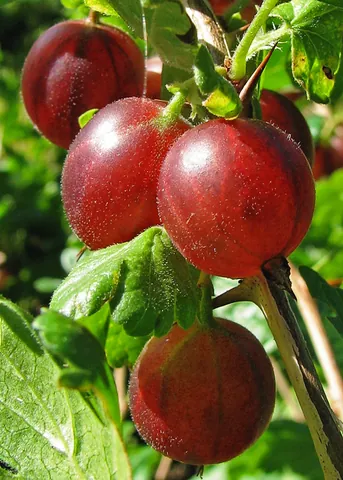 gooseberry: a fruit of species Ribes uva-crispa, related to the currant