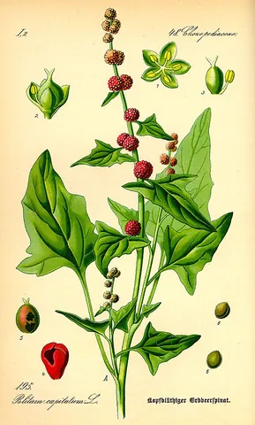 goosefoot: any of many flowering plants, of the saltbush subfamily Chenopodioideae, having small greenish...