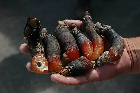 gooseneck barnacle: any of the species Pollicipes pollicipes or P. polymerus, filter-feeding crustaceans that live...