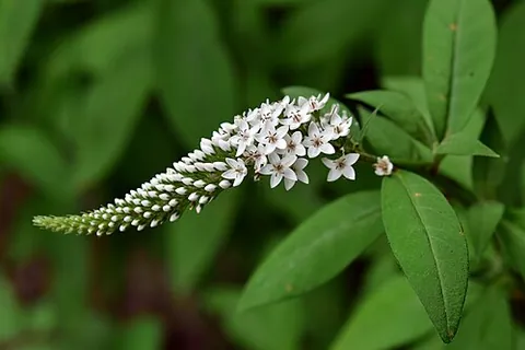gooseneck loosestrife: lysimachia clethroides, a species of plant bearing many small white flowers