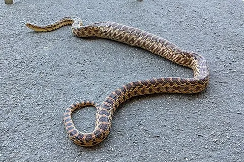 gopher snake: any snake of genus Pituophis