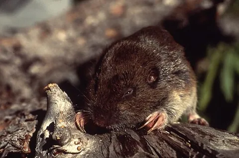 gopher: a small burrowing rodent native to North and Central America, especially in the family Geomyidae...