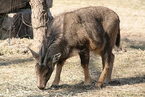 goral: a type of Asian ungulate ruminant, now defined as any of the four species of the genus Naemorhedus