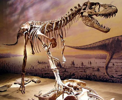 gorgosaurus: a tyrannosaurid theropod dinosaur of the genus Gorgosaurus that lived in western North America...