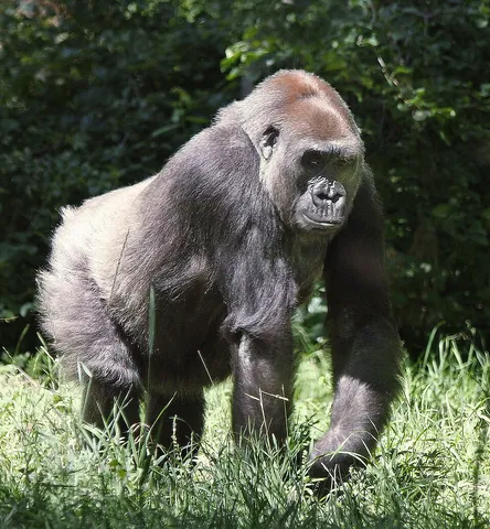 gorilla: an ape of the genus Gorilla; endemic to the forests of Central Africa and typified by superlative...