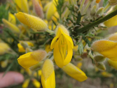 gorse: an evergreen shrub, of the genus Ulex, having thorns, spiny leaves, and yellow flowers